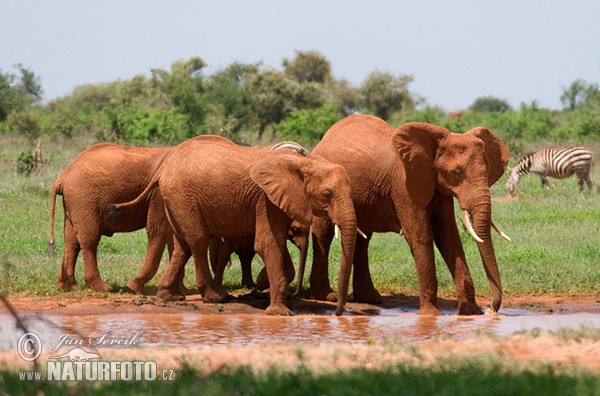 Slon africký (Loxodonta africana)