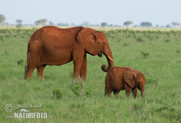 Slon africký (Loxodonta africana)