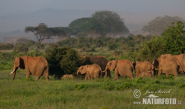 Slon africký (Loxodonta africana)