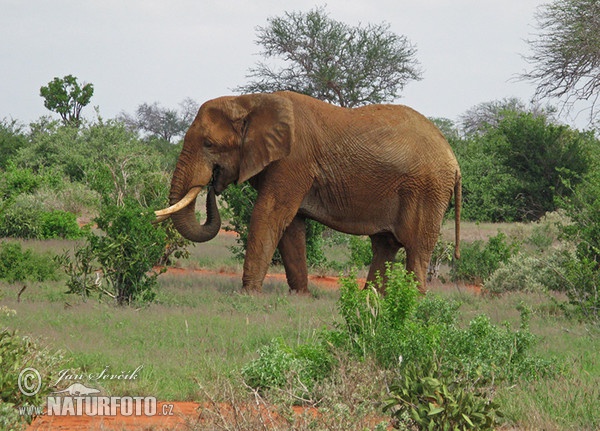 Slon africký (Loxodonta africana)