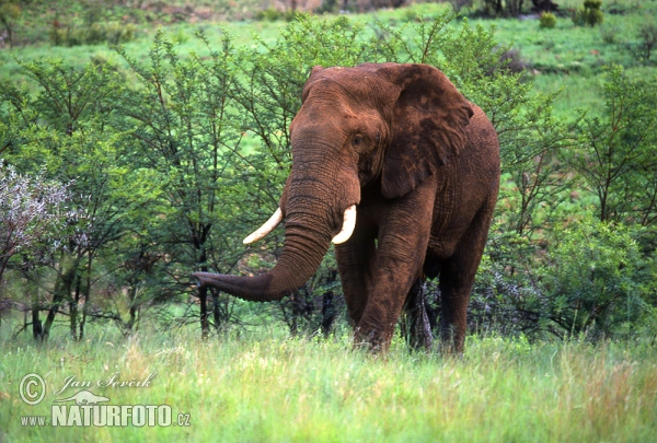 Slon africký (Loxodonta africana)