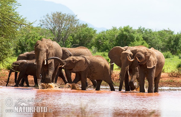 Slon africký (Loxodonta africana)