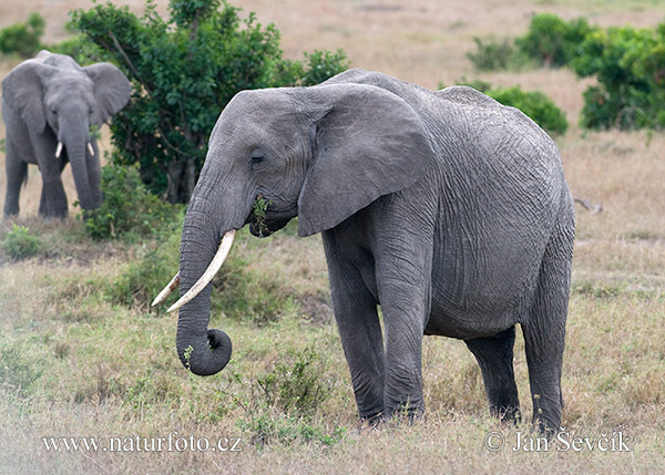 Slon africky stepny (Loxodonta africana)