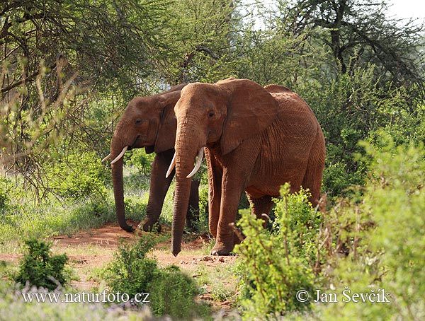 Slon africky stepny (Loxodonta africana)