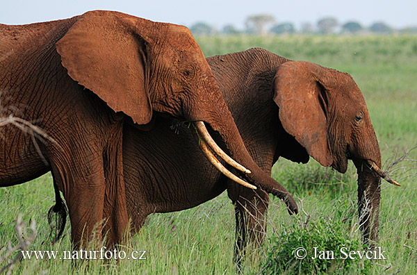 Slon africky stepny (Loxodonta africana)