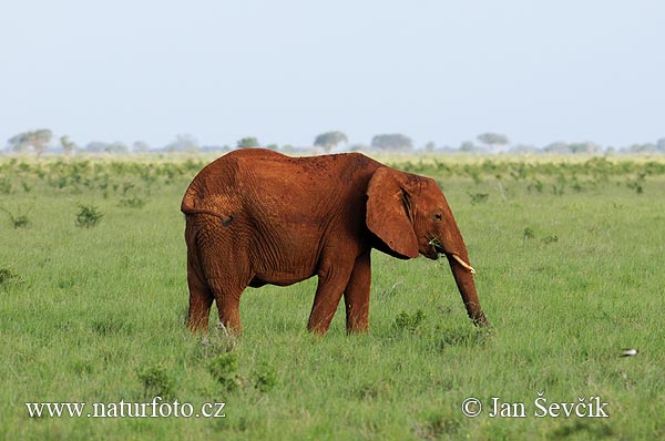 Slon africky stepny (Loxodonta africana)