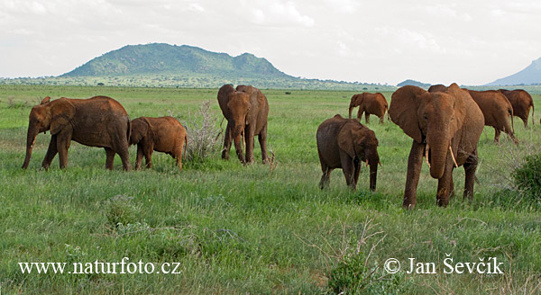 Slon africky stepny (Loxodonta africana)