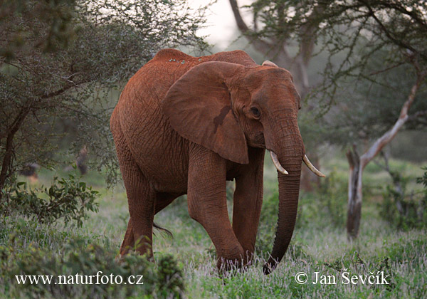 Slon africky stepny (Loxodonta africana)