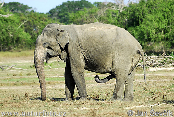 Slon ázijský (Elephas maximus)