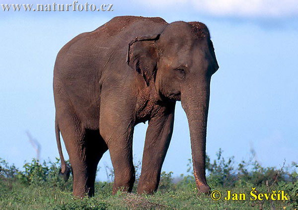 Slon ázijský (Elephas maximus)