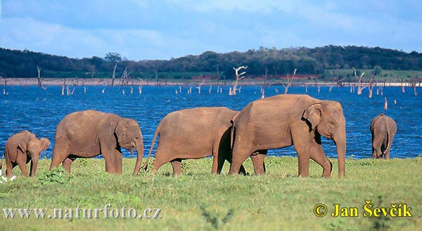 Slon ázijský (Elephas maximus)