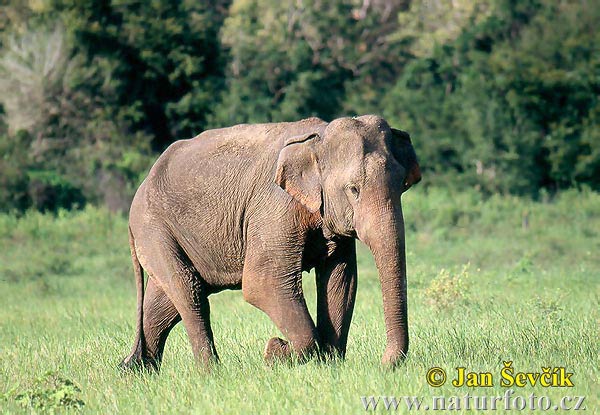 Slon ázijský (Elephas maximus)