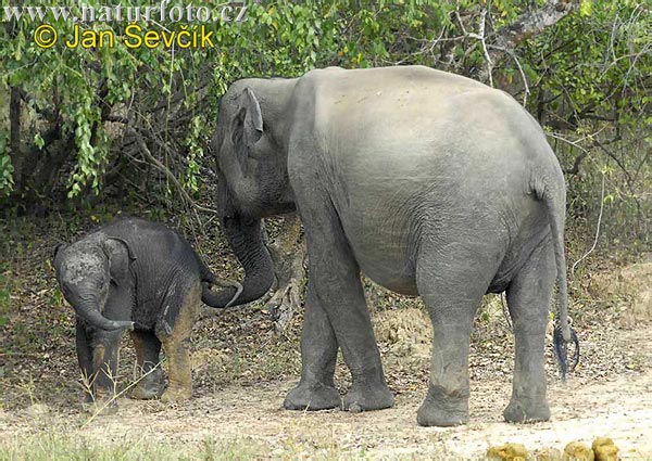 Slon ázijský (Elephas maximus)