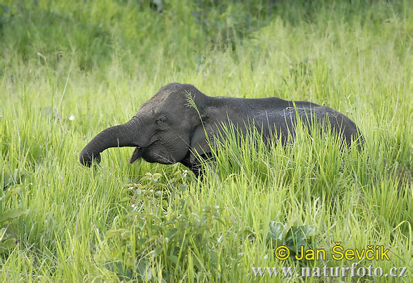 Slon ázijský (Elephas maximus)