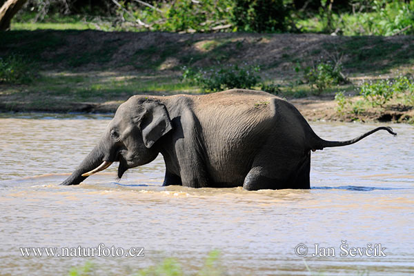 Slon ázijský (Elephas maximus)