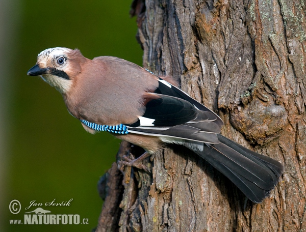 Sojka obecná (Garrulus glandarius)