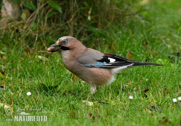 Sojka obecná (Garrulus glandarius)