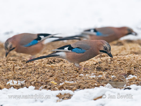 Sojka obyčajná (Garrulus glandarius)