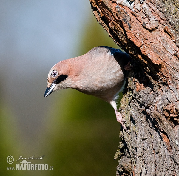 Sojka obyčajná (Garrulus glandarius)