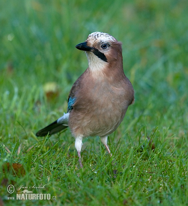 Sojka obyčajná (Garrulus glandarius)