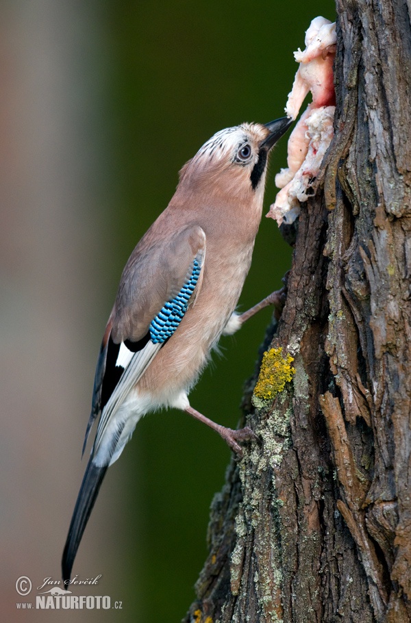 Sojka obyčajná (Garrulus glandarius)