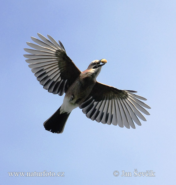 Sojka obyčajná (Garrulus glandarius)