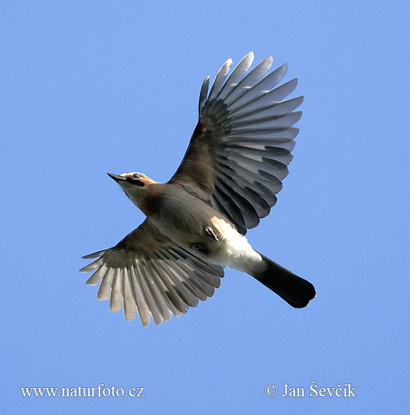 Sojka obyčajná (Garrulus glandarius)