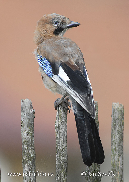 Sojka obyčajná (Garrulus glandarius)