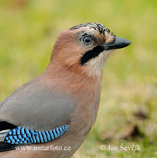 Sojka obyčajná (Garrulus glandarius)