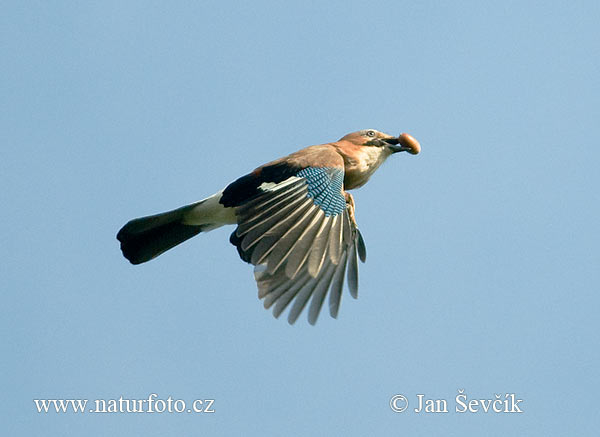 Sojka obyčajná (Garrulus glandarius)