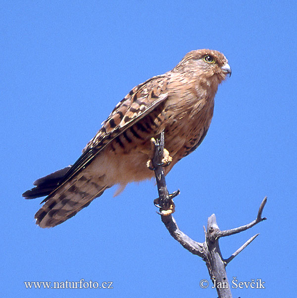 Sokol bielooký (Falco rupicoloides)