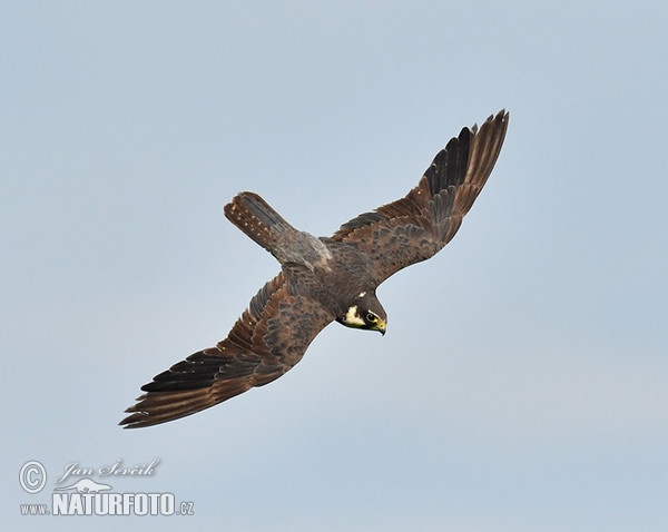 Sokol lastovičiar (Falco subbuteo)