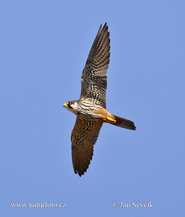 Sokol lastovičiar (Falco subbuteo)