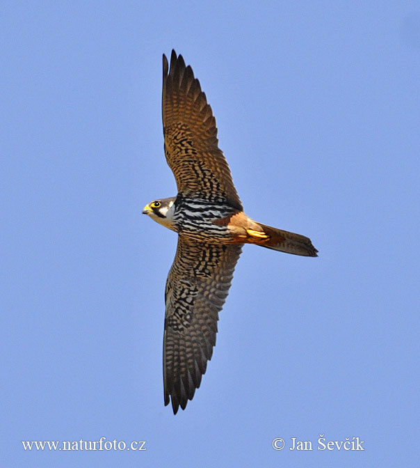 Sokol lastovičiar (Falco subbuteo)