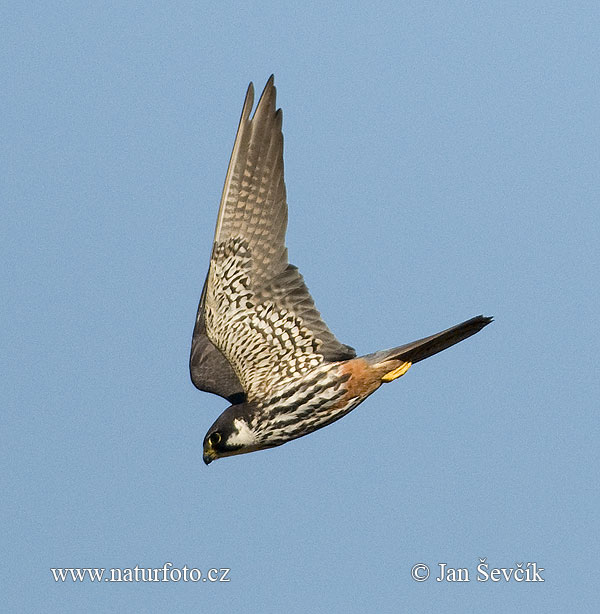 Sokol lastovičiar (Falco subbuteo)