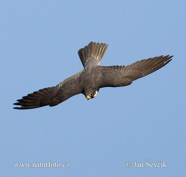 Sokol lastovičiar (Falco subbuteo)