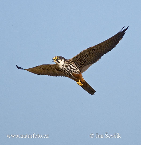 Sokol lastovičiar (Falco subbuteo)