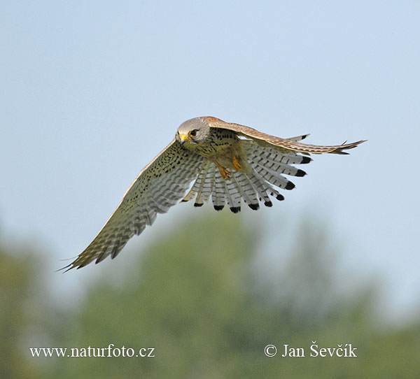 Sokol myšiar (Falco tinnunculus)