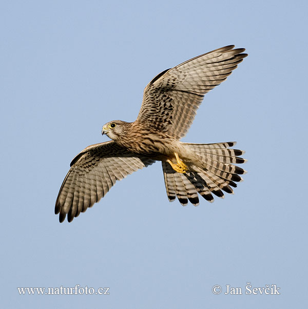 Sokol myšiar (Falco tinnunculus)