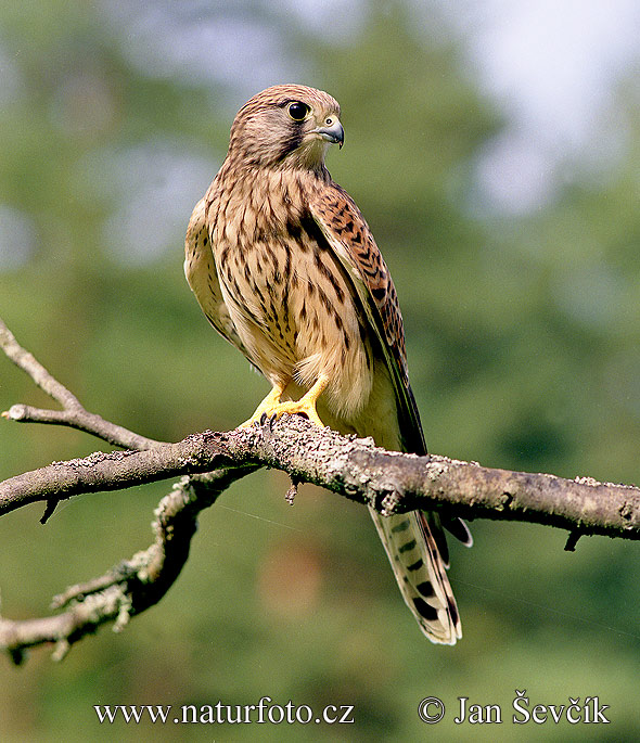Sokol myšiar (Falco tinnunculus)
