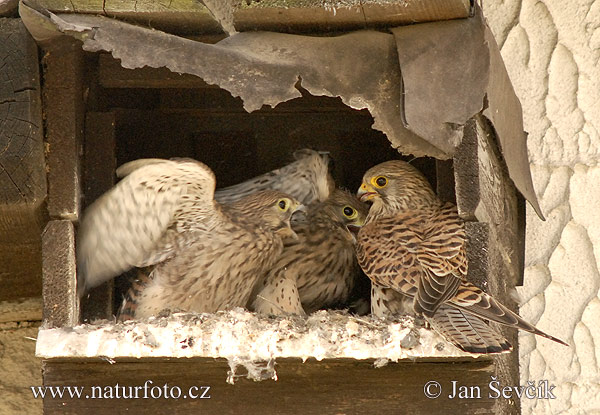 Sokol myšiar (Falco tinnunculus)