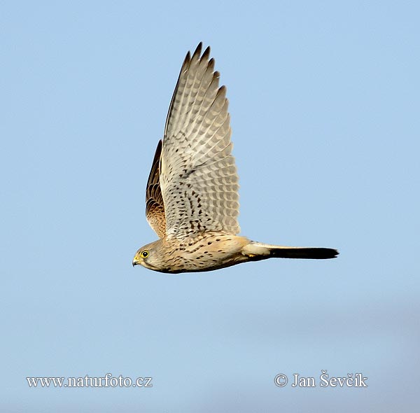 Sokol myšiar (Falco tinnunculus)