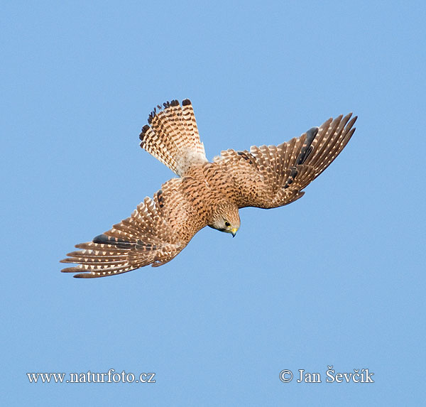 Sokol myšiar (Falco tinnunculus)