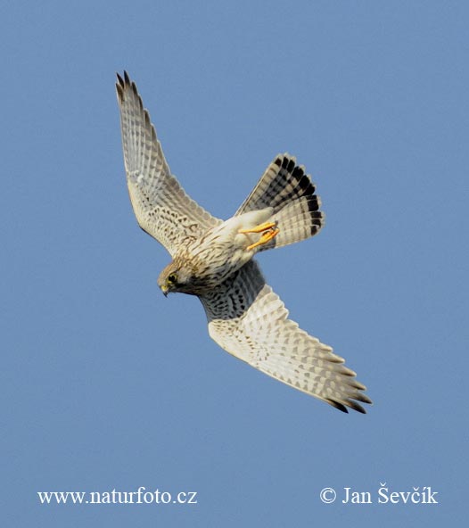 Sokol myšiar (Falco tinnunculus)