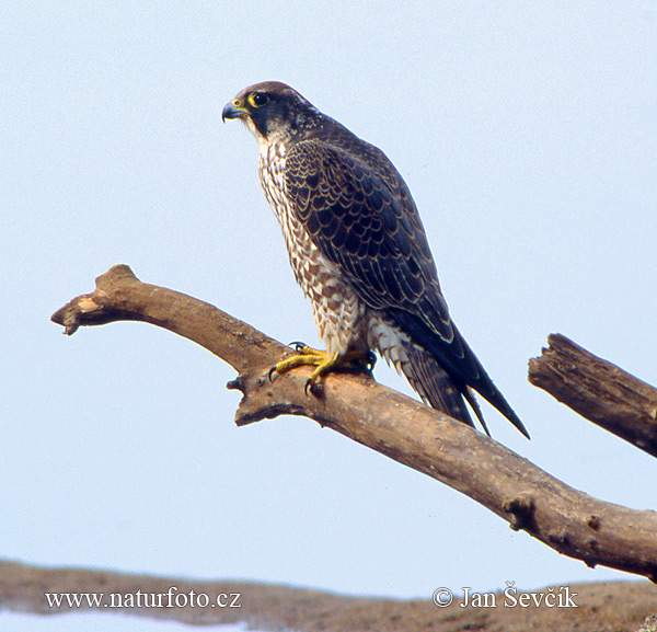 Sokol sťahovavý (Falco peregrinus)