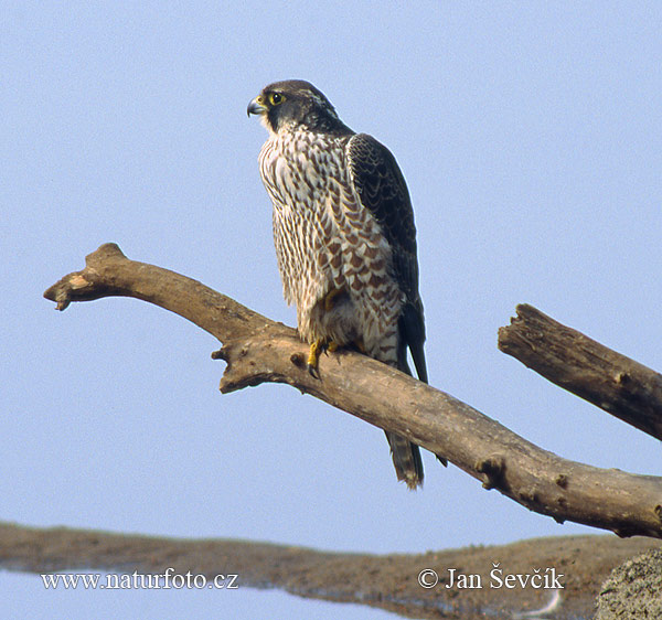 Sokol sťahovavý (Falco peregrinus)