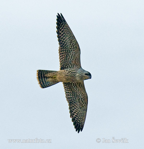 Sokol sťahovavý (Falco peregrinus)