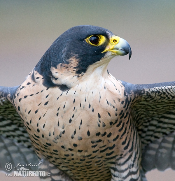 Sokol stěhovavý (Falco peregrinus)