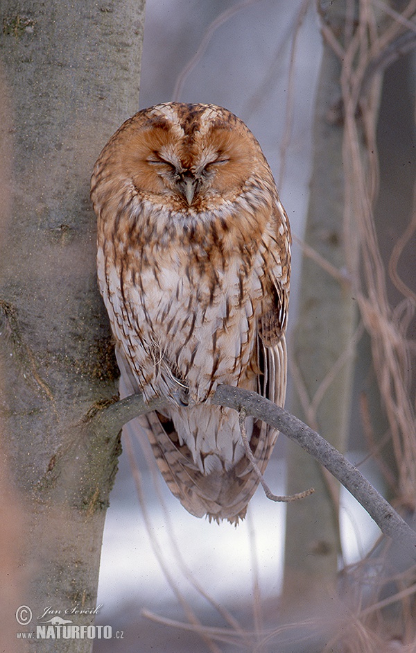 Sova obyčajná (Strix aluco)