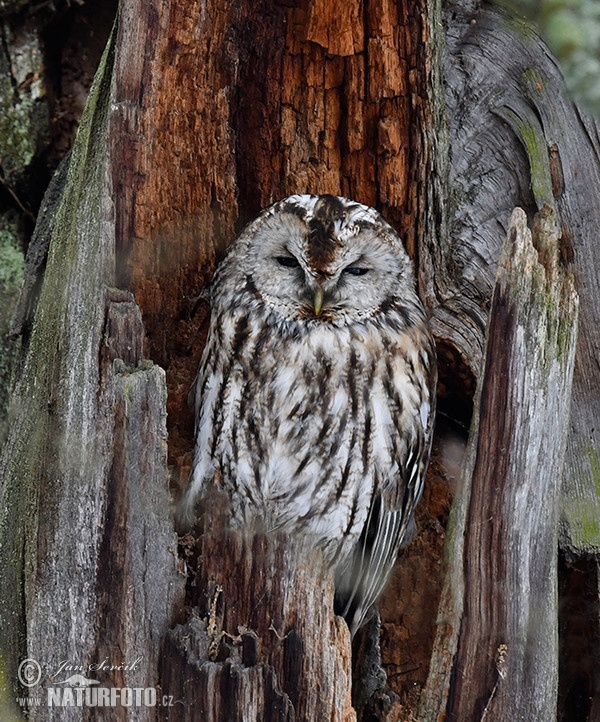 Sova obyčajná (Strix aluco)